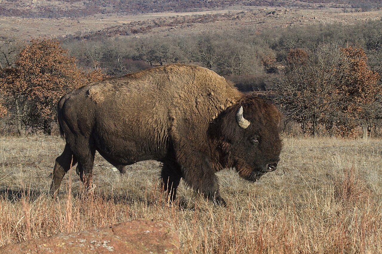 Route 66, OKC & the Wichita Mountains — 5-Day Oklahoma Road Trip