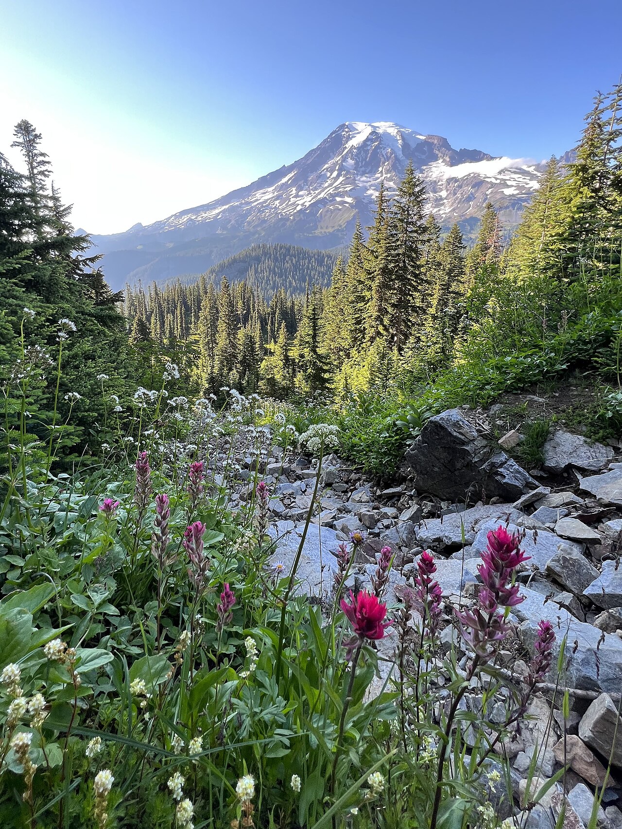 Olympic & Mount Rainier — 5-Day Washington Road Trip